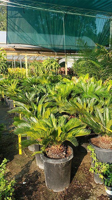 A greenhouse filled with lots of potted plants.