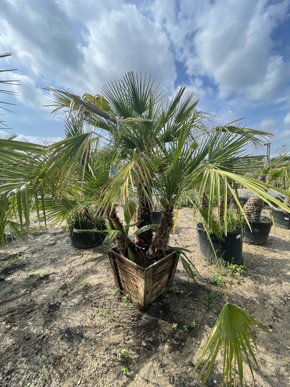 A large palm tree in a wooden planter in a garden.