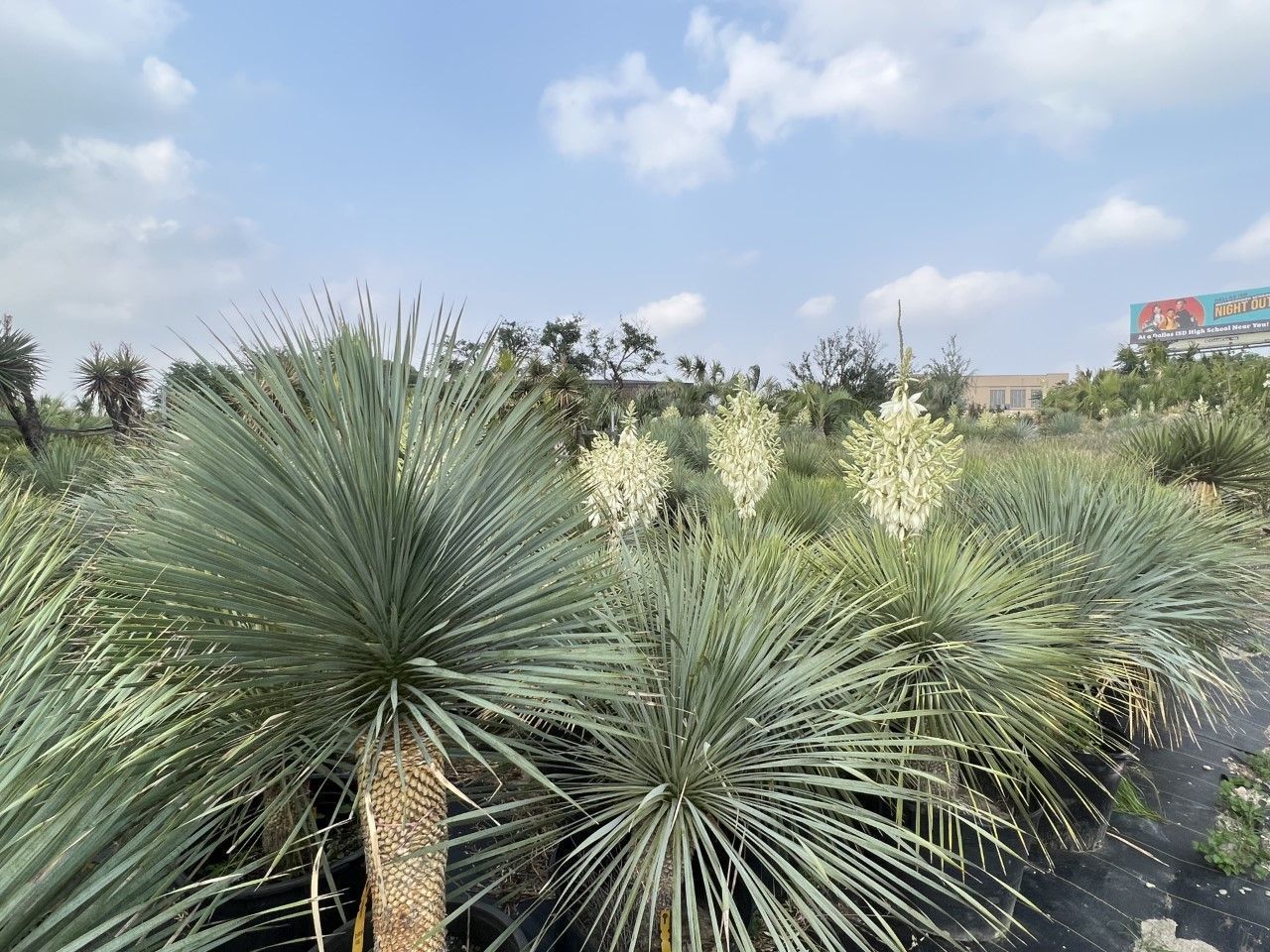 A row of yucca plants with white flowers in a field.