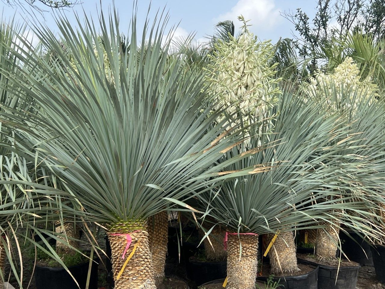 A bunch of plants are sitting next to each other in a garden.
