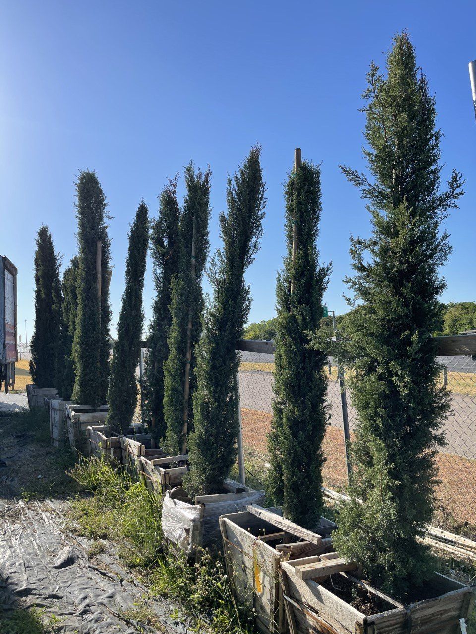 A row of tall trees in wooden planters