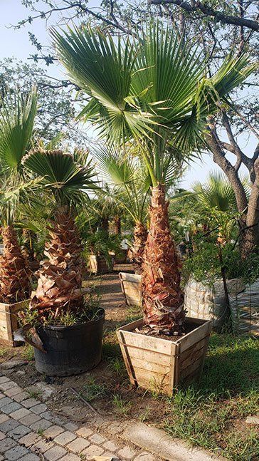 A group of palm trees in pots sitting on top of a brick sidewalk.