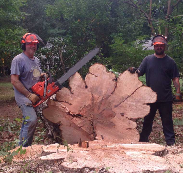Men working on trees - Tree Services in South Hadley, MA Men working on trees - Tree Services in South Hadley, MA