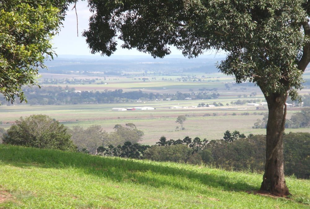 A Tree Stands in The Middle of A Grassy Field — Sportstar Screenprinting in Kingaroy, QLD