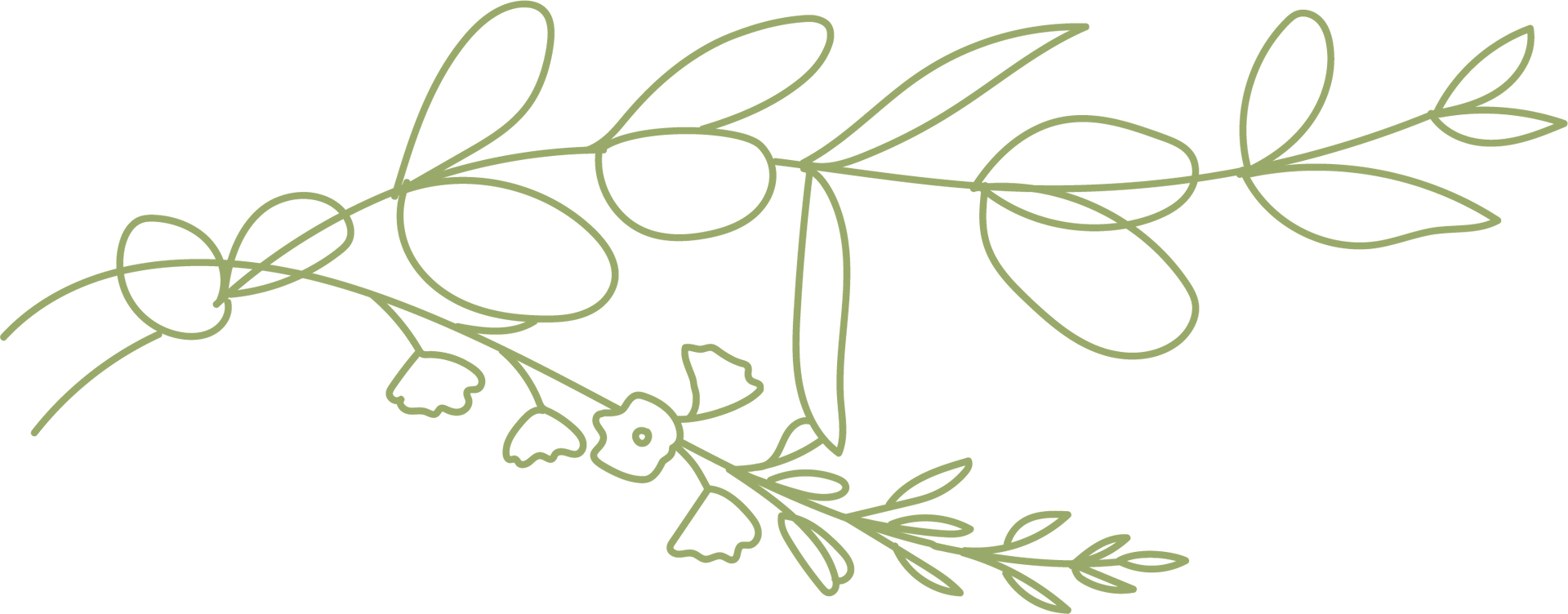 A delicate, hand-drawn outline of a green botanical branch with rounded leaves and small flowers.