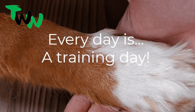 Training With Woofers - High Wycombe Puppy and Dog Training