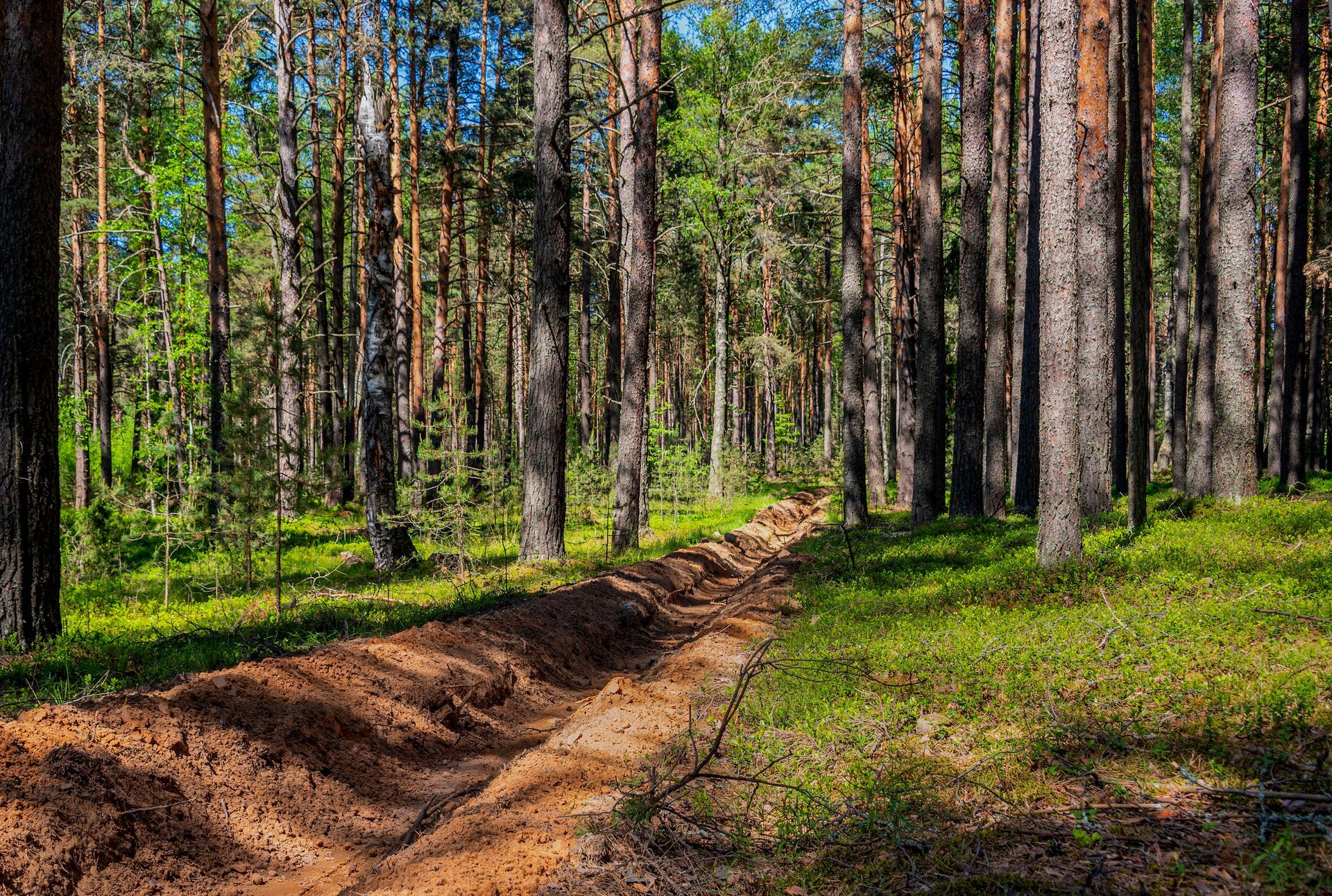 A brown ditch cut through a sunny forest, surrounded by tall pine trees and green grass.