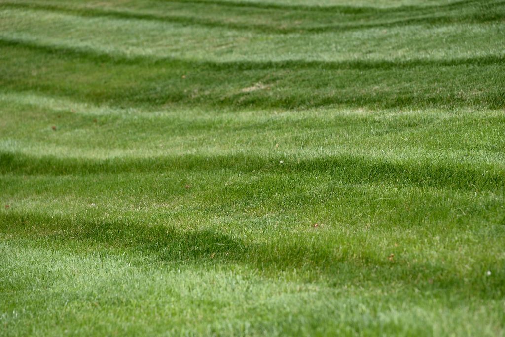 A Lush Lawn Is Possible with Professional Fertilization from Quality Cut Lawn Care in Columbia, MO.