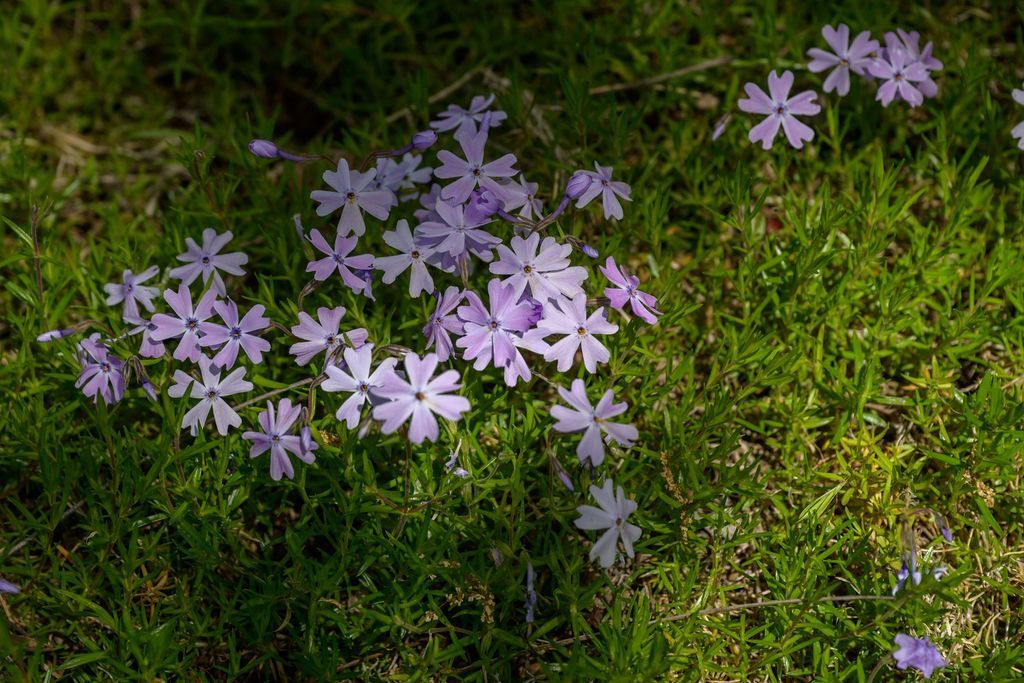 Keep your lawn looking neat and tidy all season long with professional lawn mowing services from Quality Cut Lawn Care in Columbia, MO.