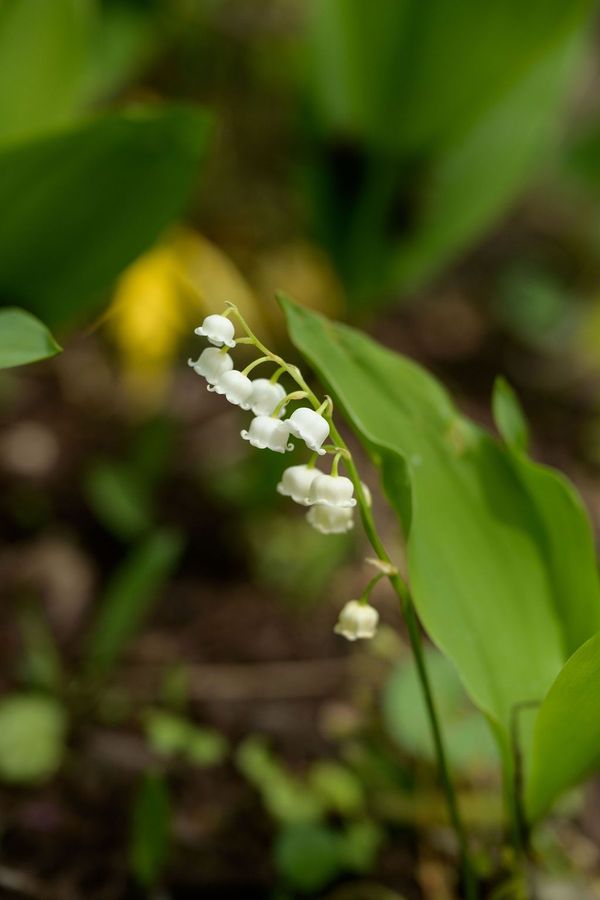 Trust Quality Cut for Expert Landscape Design and Maintenance.