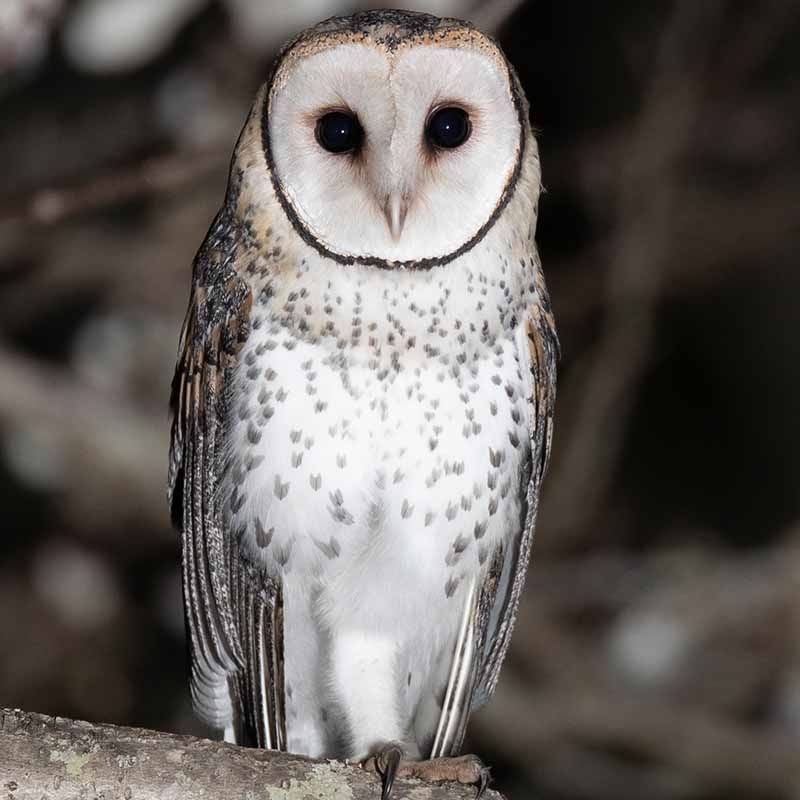 Australian Masked Owl