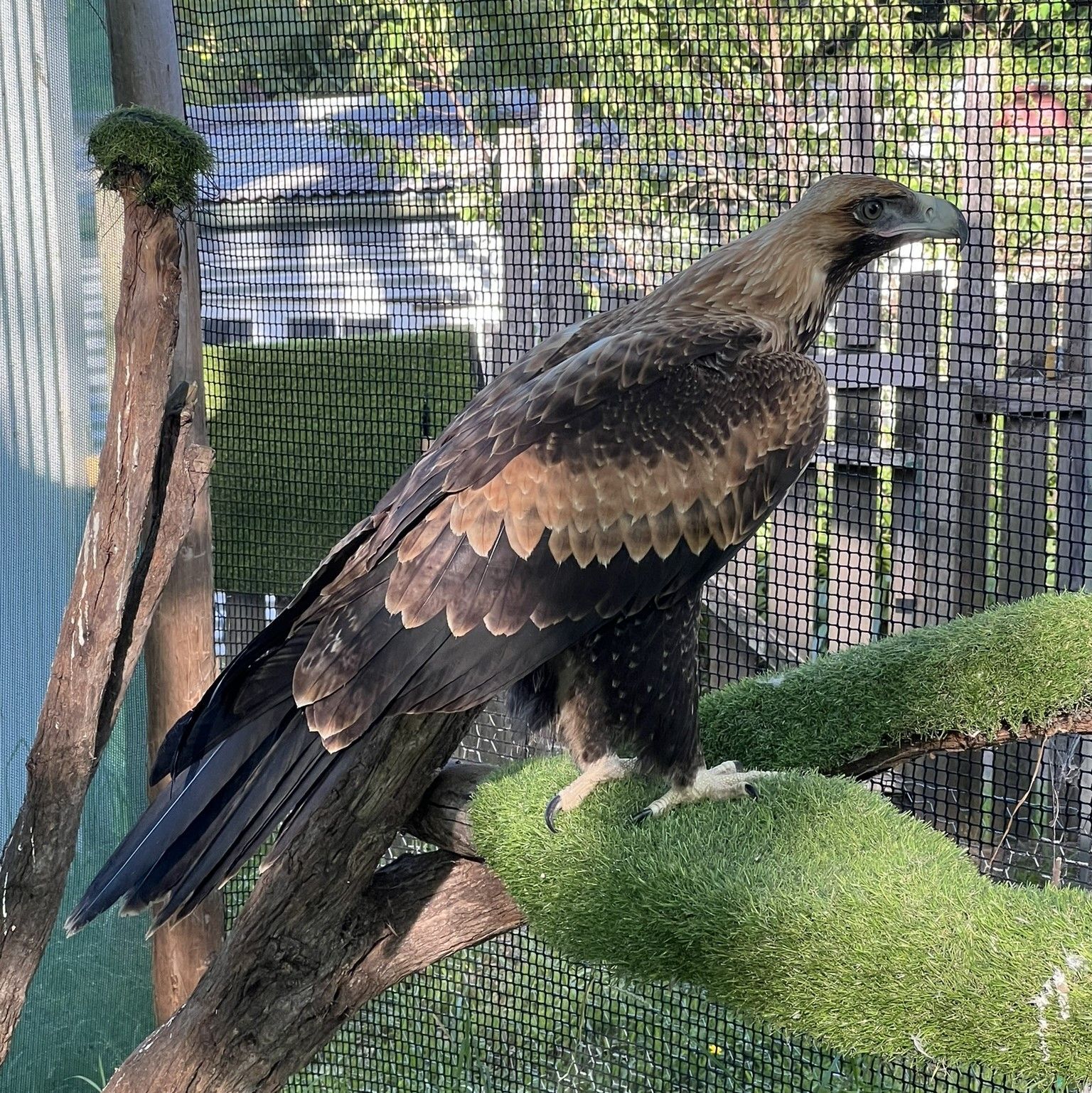 Tracking  - Miss Nerriga - Wedge-tailed eagle