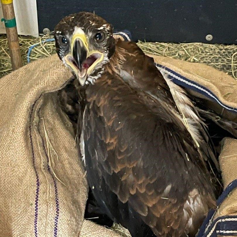 Tracking  - Reggie - Wedge-tailed eagle