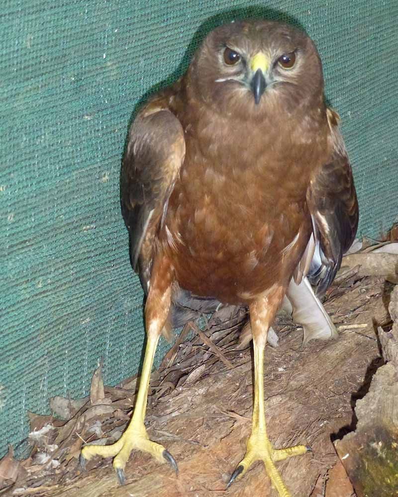 Swamp Harrier