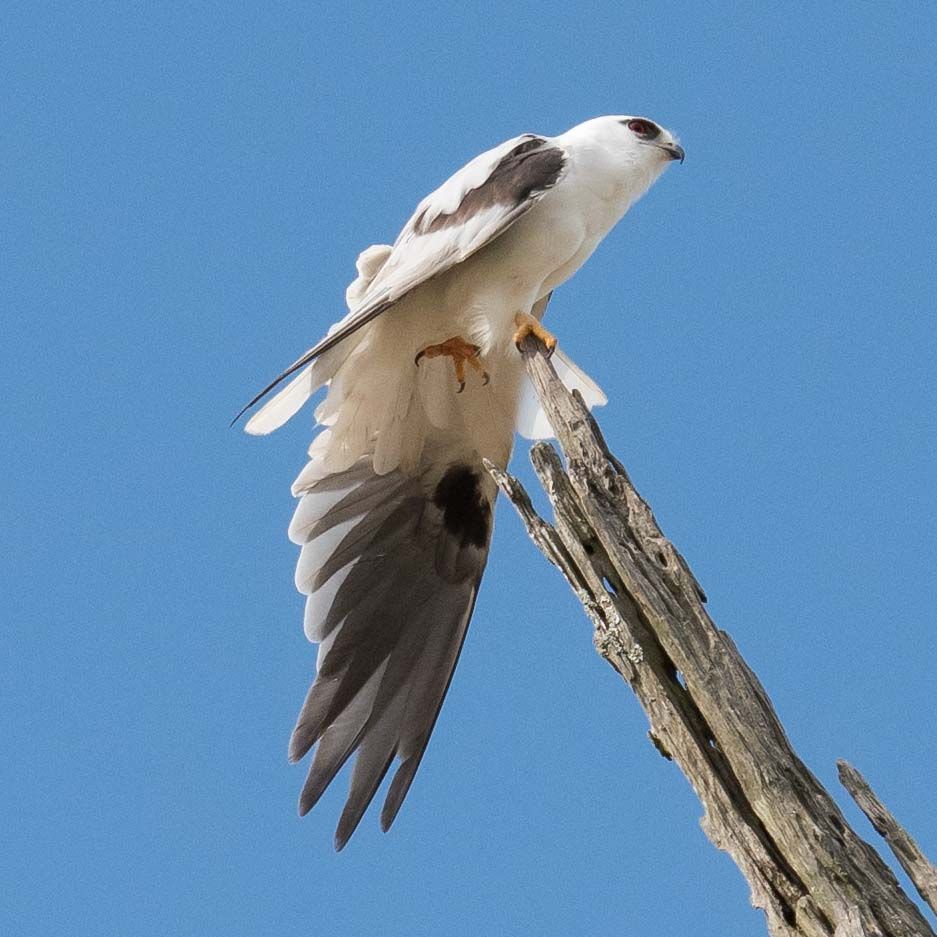 ARCC- Black-shouldered Kite Adult (Elanus axillaris)