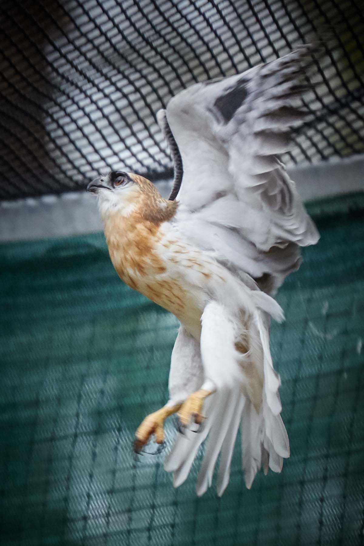 ARCC- Black-shouldered Kite Juvenile (Elanus axillaris)