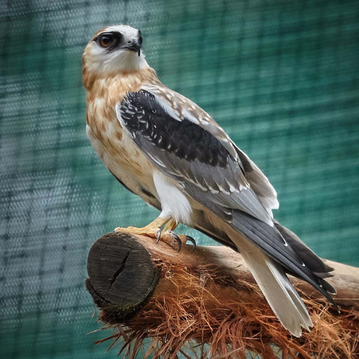 ARCC- Black-shouldered Kite Juvenile (Elanus axillaris)