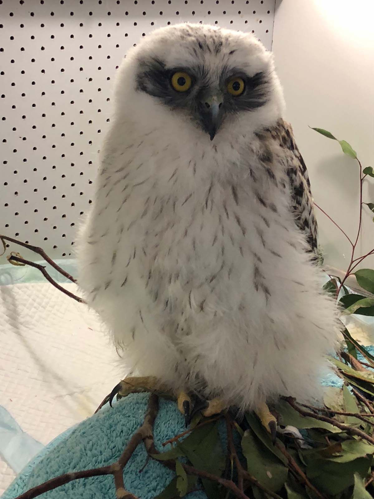 ARCC - Photo of a Powerful Owl (Ninox strenua) by Peg McDonald