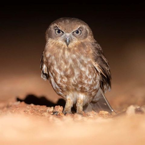 Tracking  - Australian Raptor Care and Conservation Inc. 