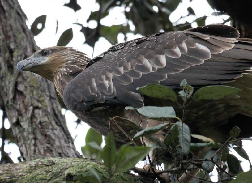 Tracking  - SE27 - White Bellied Sea Eagle