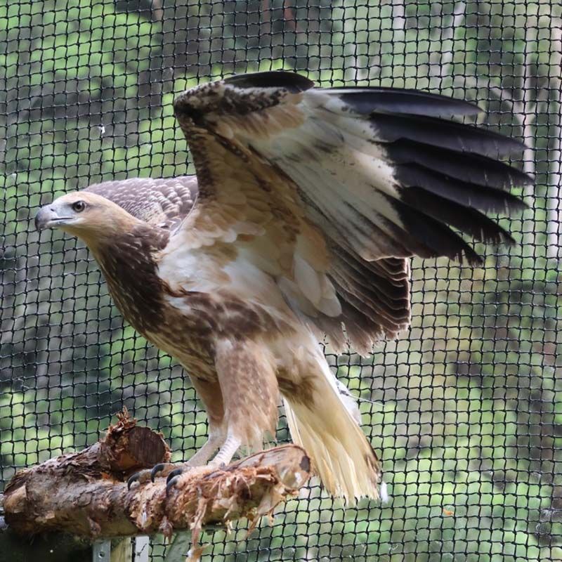 Tracking  - SE30 - White Bellied Sea Eagle