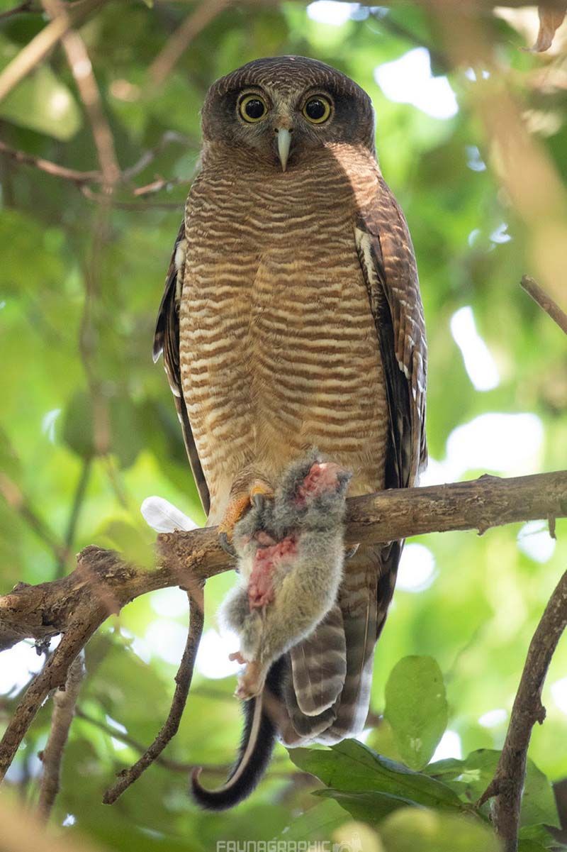ARCC - Photo of Rufous Owl (Ninox rufa) by Matt Wright