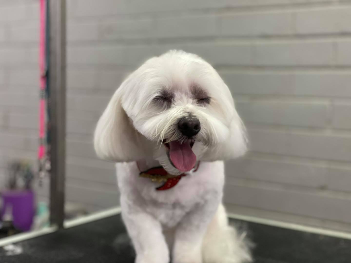 Full Groom — The Happy Puppy Dog Grooming In Taree NSW