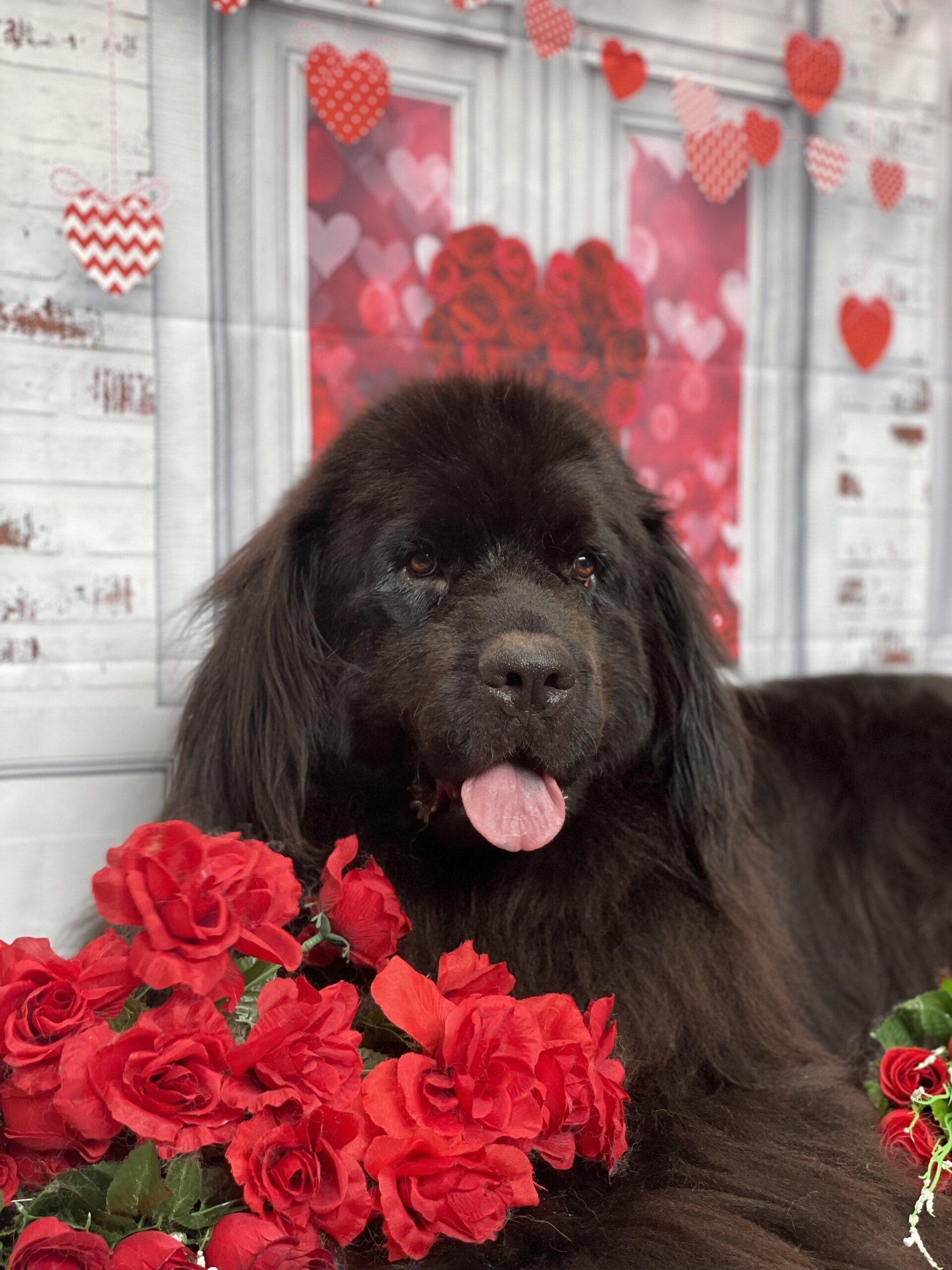 Dog Grooming Office — The Happy Puppy Dog Grooming In Taree NSW