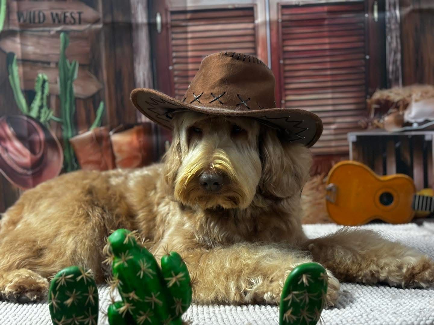Goldendoodle dog wearing a brown cowboy hat — The Happy Puppy Dog Grooming In Taree NSW