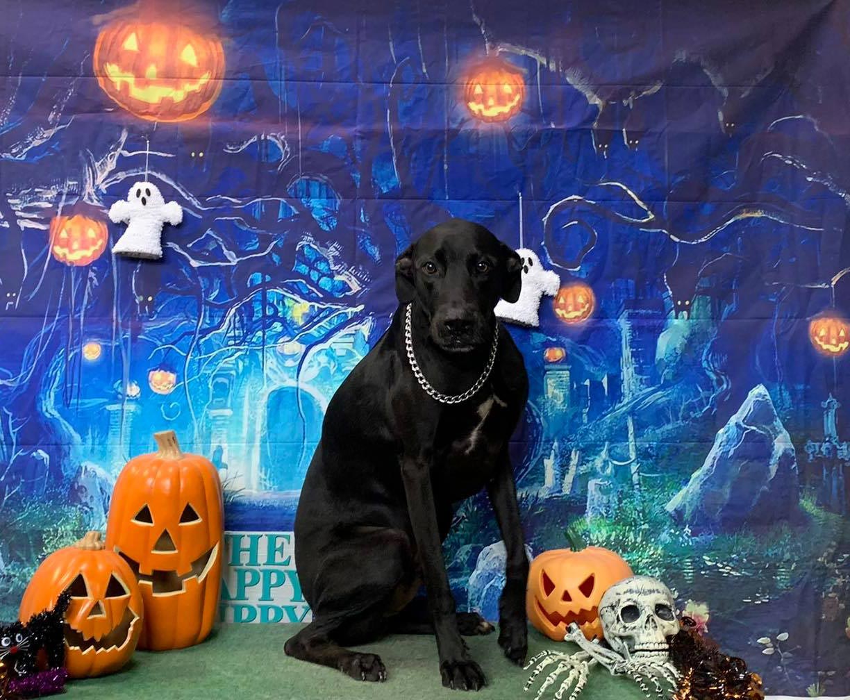 Black Labrador With Necklace — The Happy Puppy Dog Grooming In Taree NSW