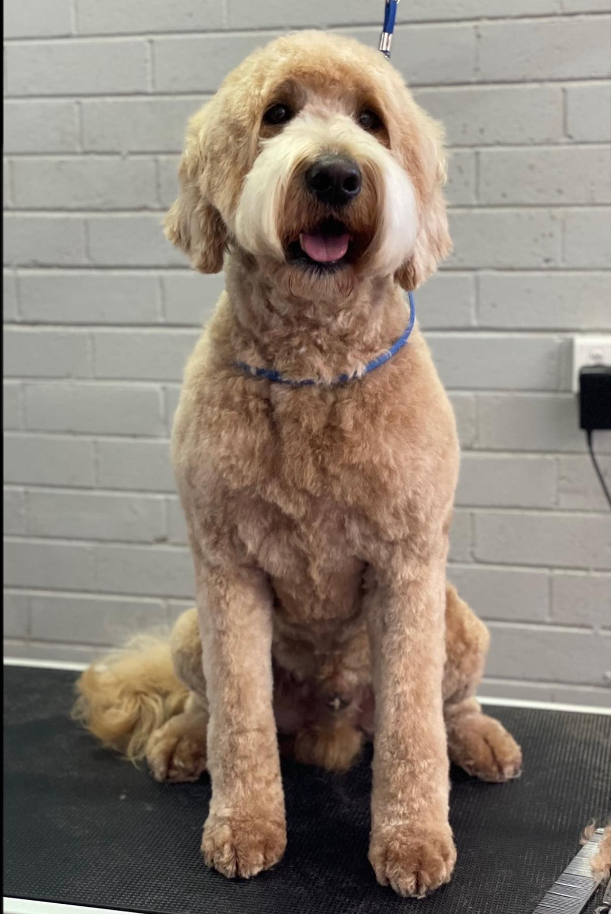Cavoodle Dog — The Happy Puppy Dog Grooming In Taree NSW