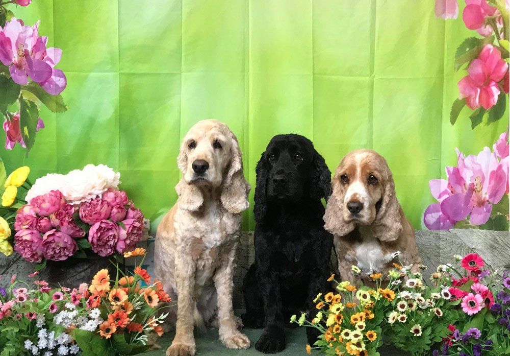 Three Cavoodles — The Happy Puppy Dog Grooming In Taree NSW