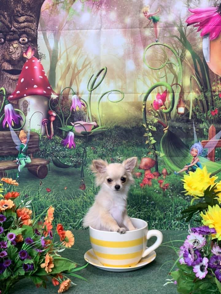 Chihuahua Inside The Cup — The Happy Puppy Dog Grooming In Taree NSW