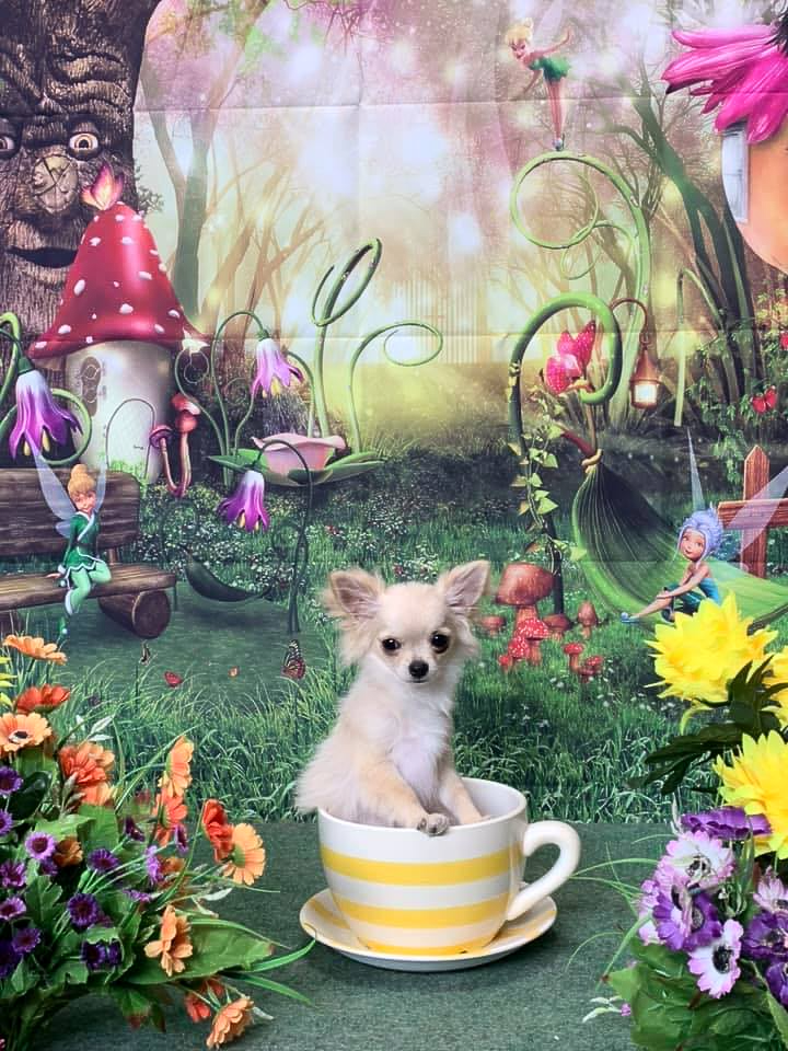 Full Groom Chihuahua — The Happy Puppy Dog Grooming In Taree NSW