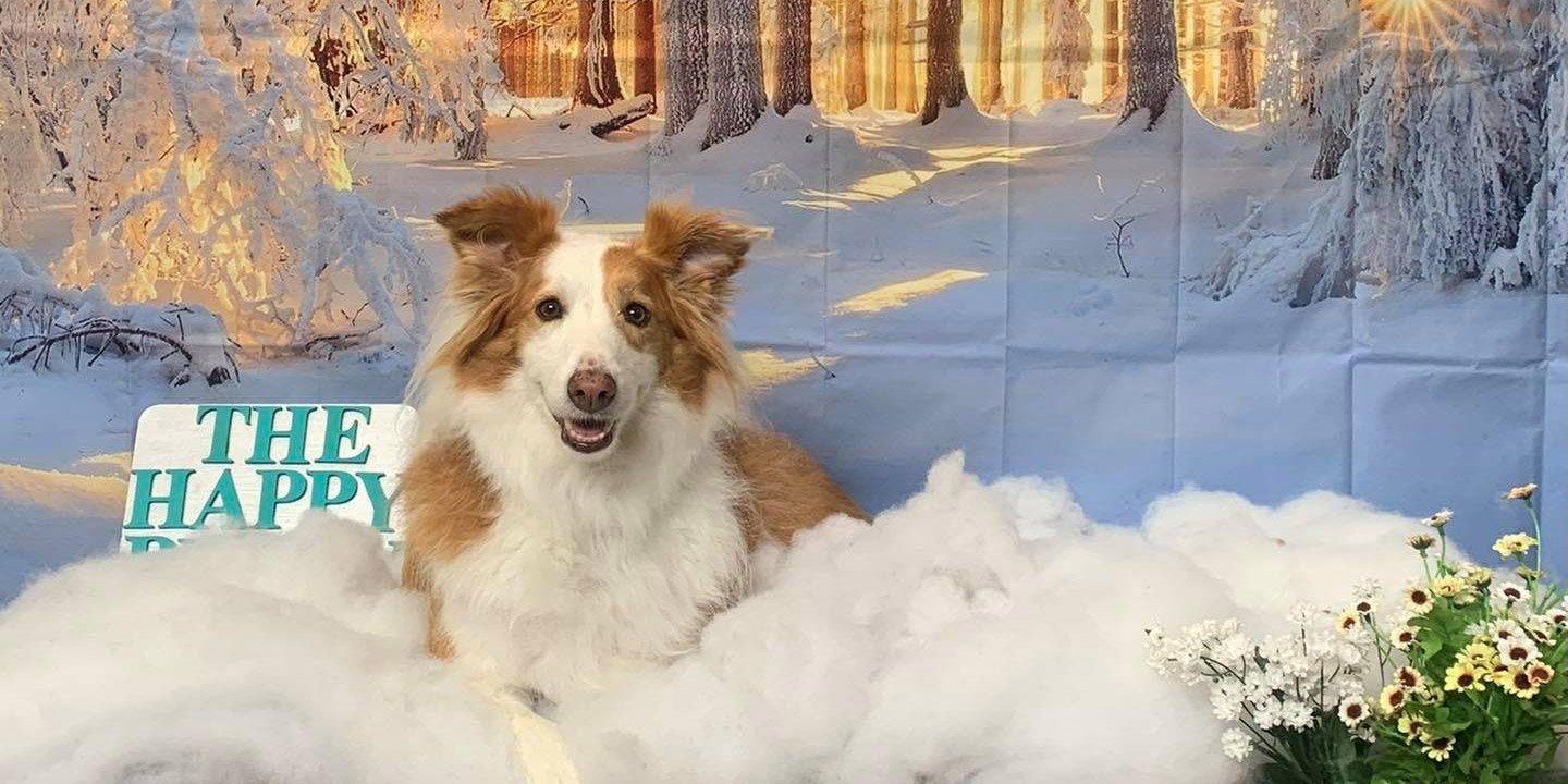 Apricot Collie doing a photoshoot  — The Happy Puppy Dog Grooming In Taree NSW