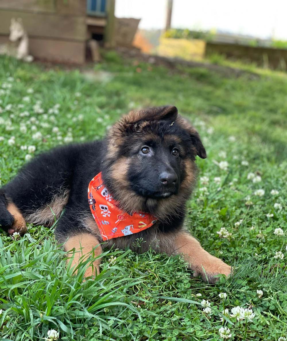 German Shepherd Puppy — The Happy Puppy Dog Grooming In Taree NSW