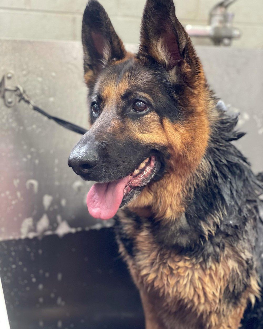 German Shepard Wash — The Happy Puppy Dog Grooming In Taree NSW