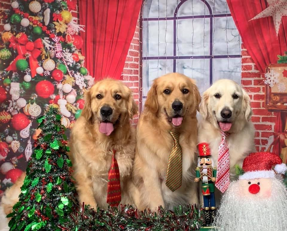 Before The Black Dog Grooming — The Happy Puppy Dog Grooming In Taree NSW