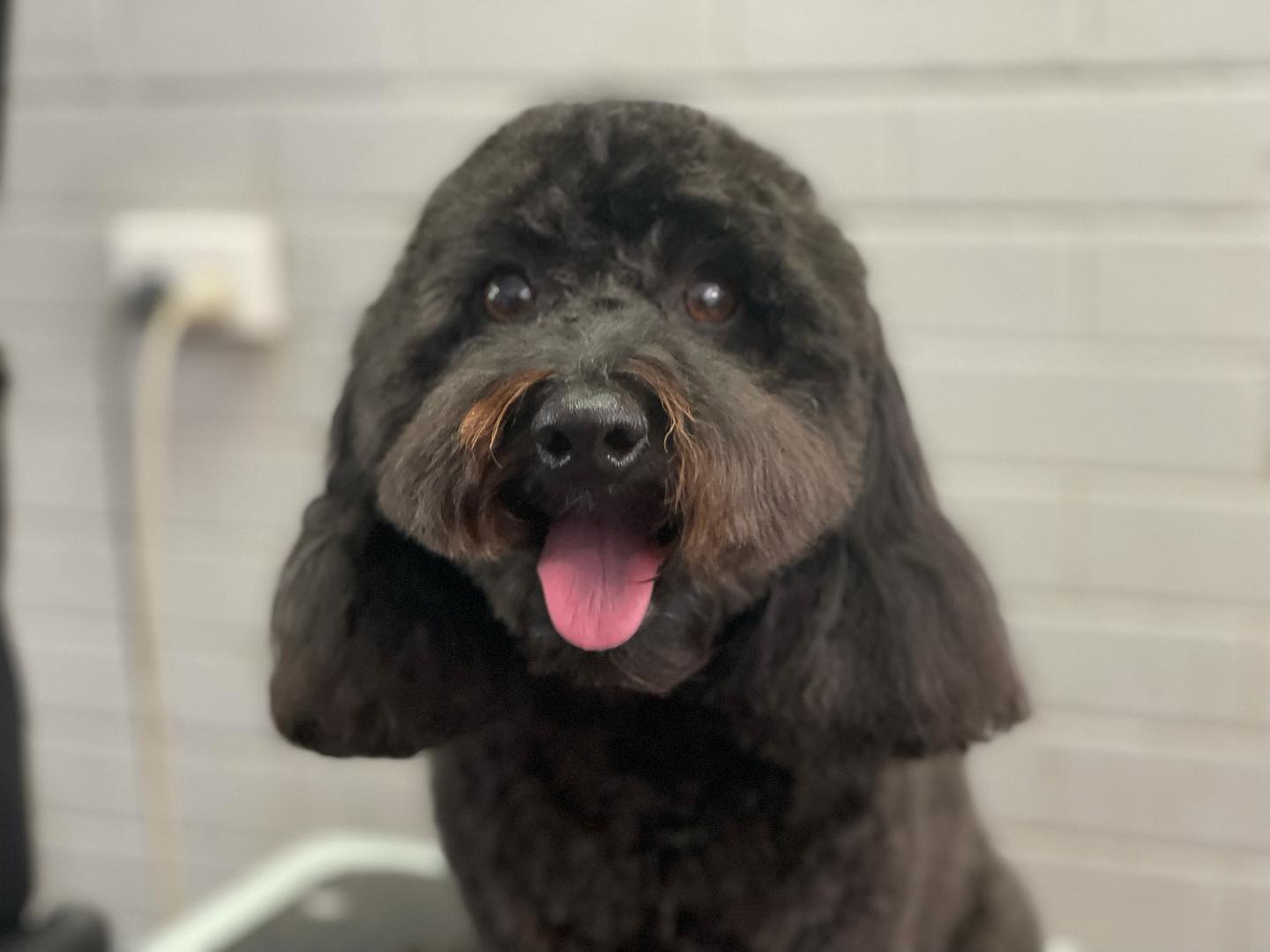 New Trim Black Puppy — The Happy Puppy Dog Grooming In Taree NSW