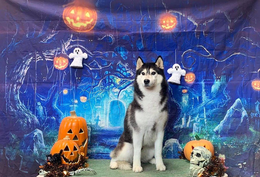 Husky On The Halloween Party Dog — The Happy Puppy Dog Grooming In Taree NSW