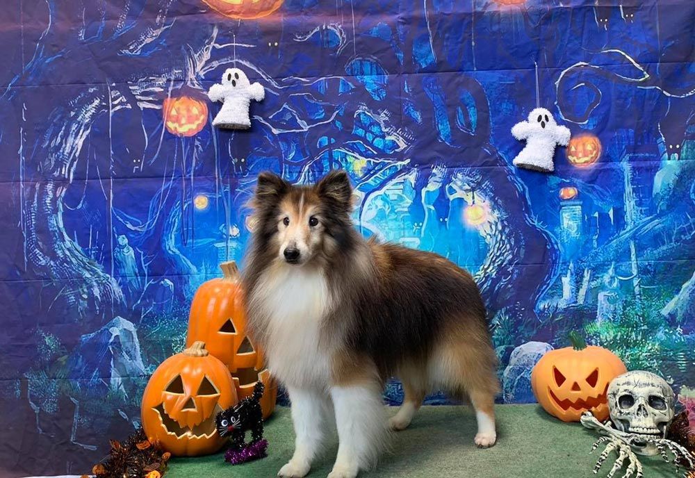 Lassie Dog — The Happy Puppy Dog Grooming In Taree NSW