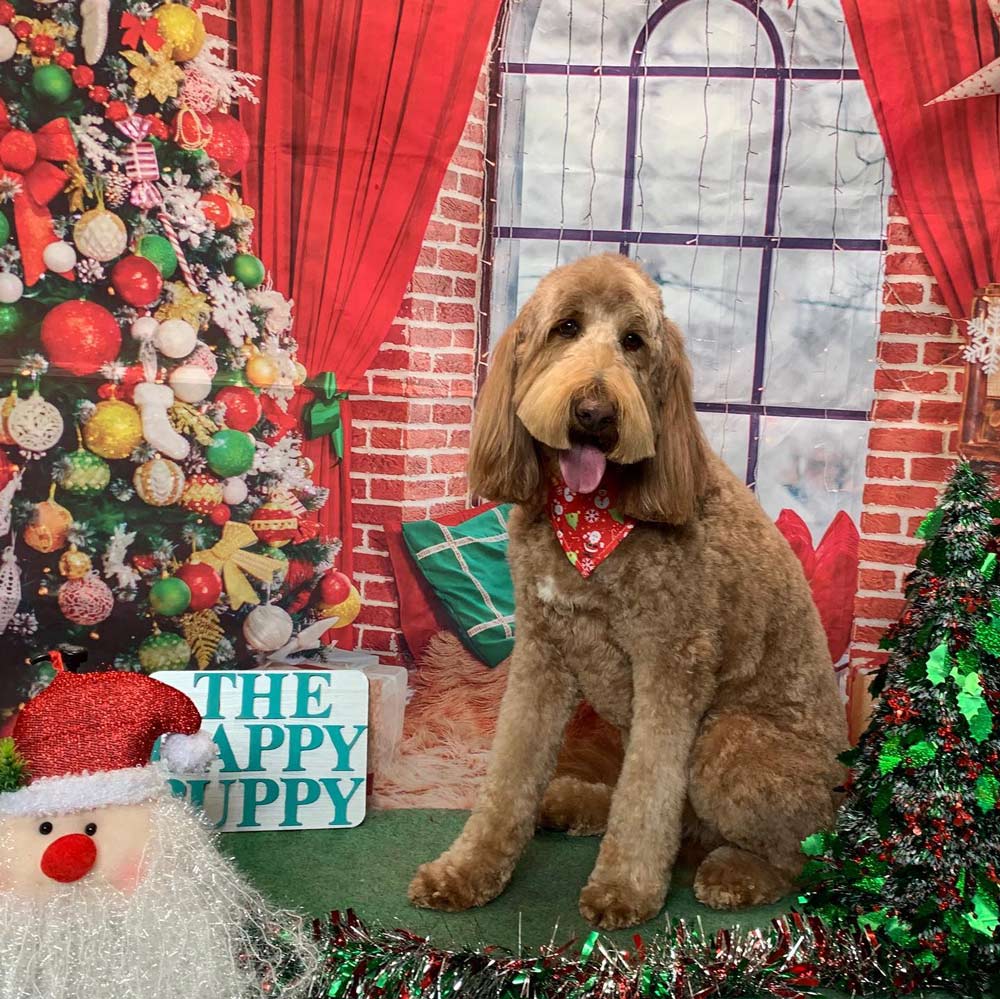 New Grooming Dog With Red Necktie — The Happy Puppy Dog Grooming In Taree NSW