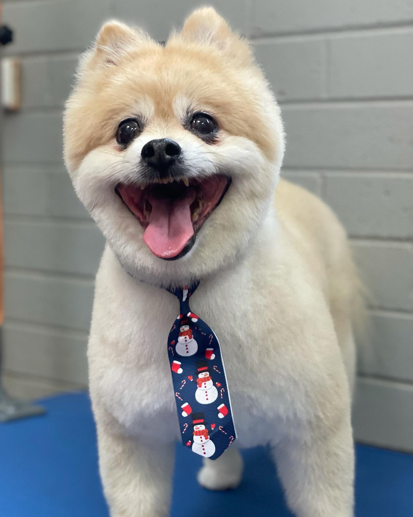 Pomeranian wearing a tie — The Happy Puppy Dog Grooming In Taree NSW