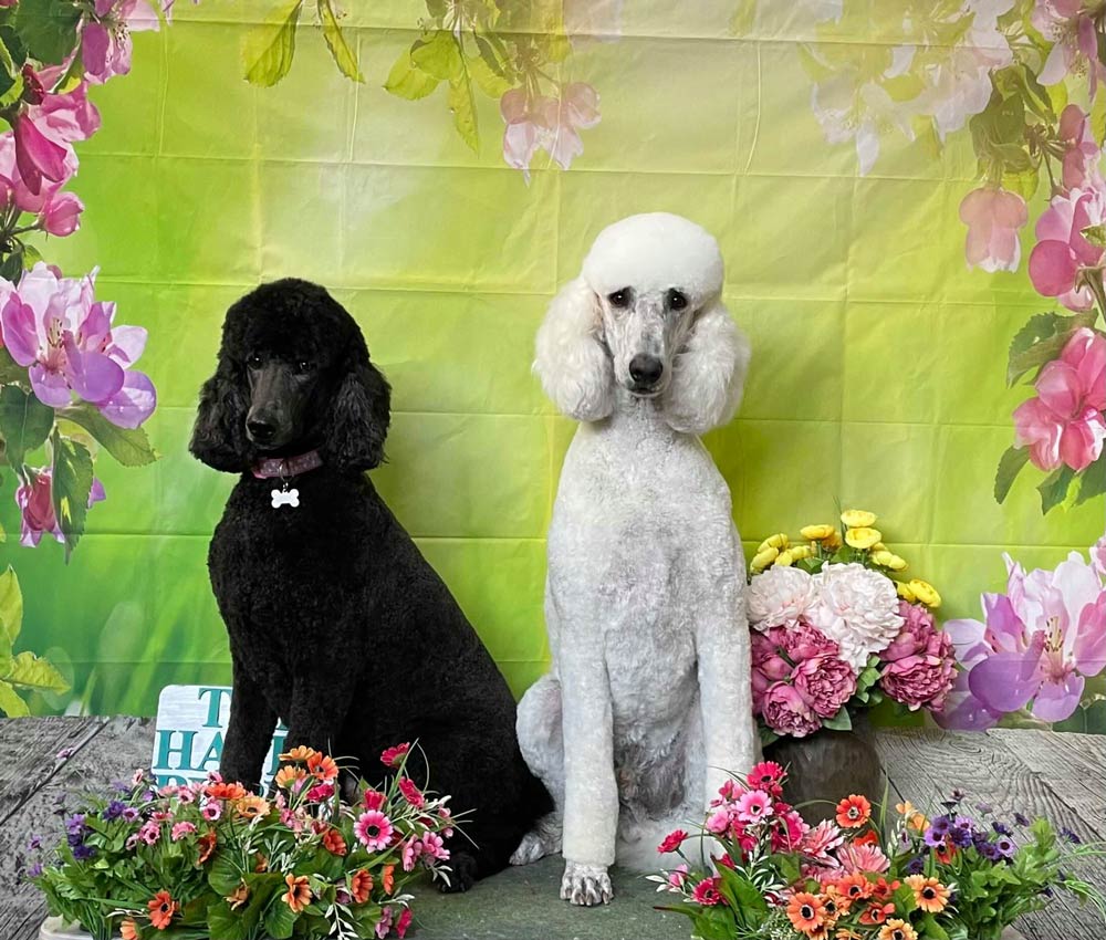 Two Poodles Black And White — The Happy Puppy Dog Grooming In Taree NSW