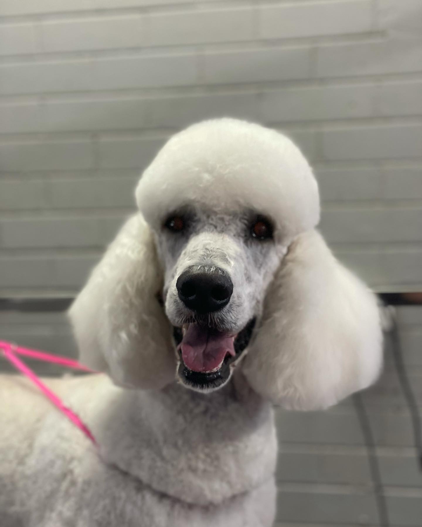 White Poodle — The Happy Puppy Dog Grooming In Taree NSW