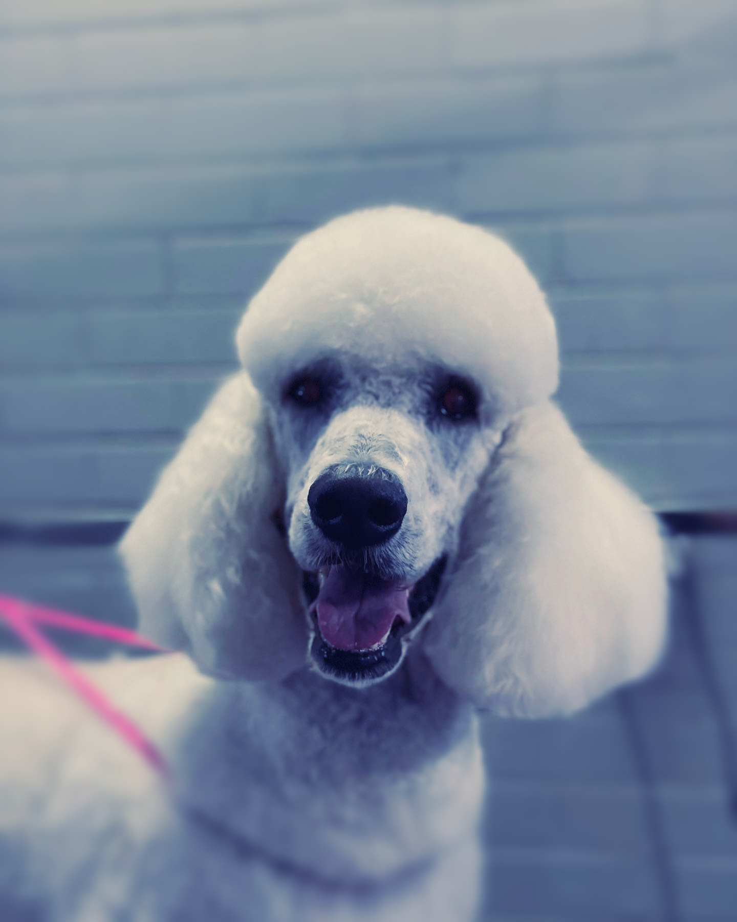 White Poodle At the Groomers — The Happy Puppy Dog Grooming In Taree NSW