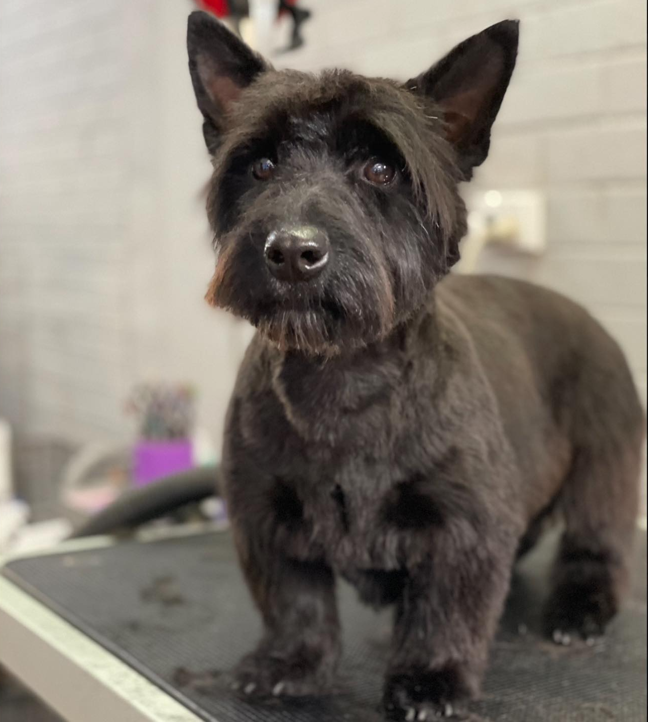 Dog Clipping — The Happy Puppy Dog Grooming In Taree NSW
