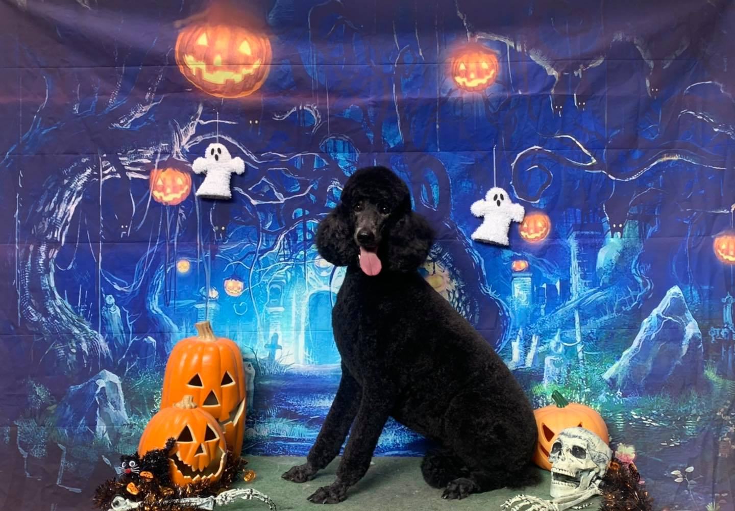 Black Spooky Poodle — The Happy Puppy Dog Grooming In Taree NSW