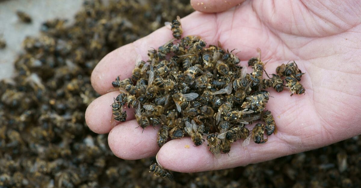 NON au retour des néonicotinoïdes : sauvons les abeilles !