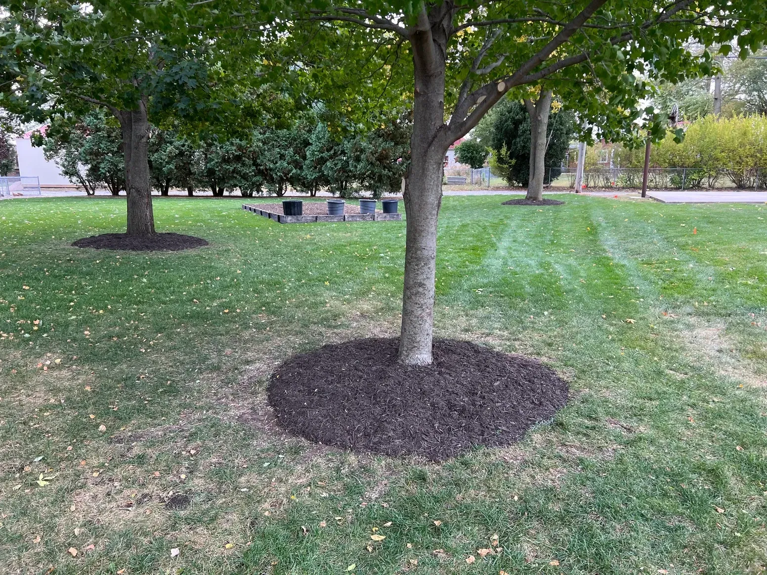 A Tree in A Park with Mulch Around It — Exeter, NE — Axline Landscaping & Trees